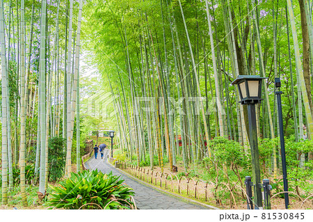 （静岡県）修善寺温泉、竹林の小径 81530845