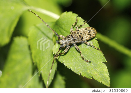 ナガゴマフカミキリ 81530869