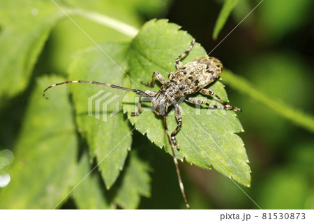 ナガゴマフカミキリ 81530873