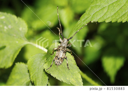 ナガゴマフカミキリ ナガゴマフカミキリ 81530883