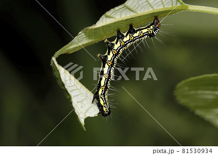 フクラスズメの幼虫 81530934