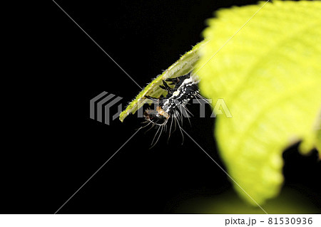 フクラスズメの幼虫 81530936