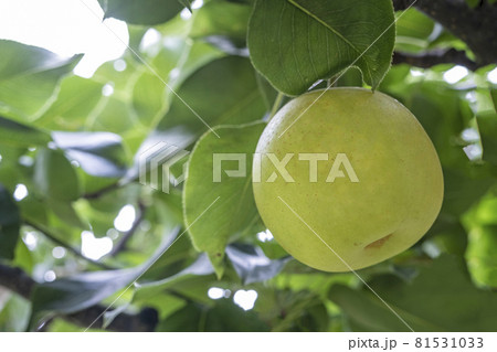 二十世紀梨　(鳥取県湯梨浜町） 81531033