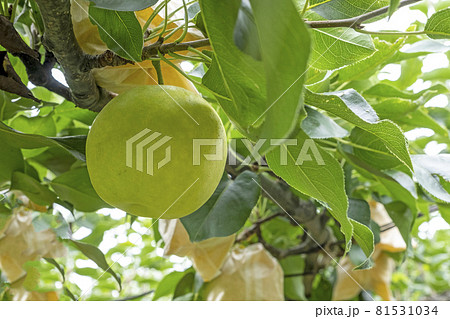 二十世紀梨 (鳥取県湯梨浜町) 二十世紀梨 (鳥取県湯梨浜町) 81531034