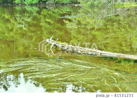 白駒の池の水面 81531255