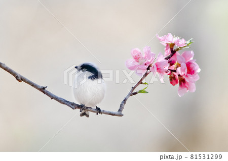 花桃の枝で一休みのエナガ 81531299