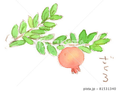 夏〜秋、赤い実を付けた石榴（ざくろ）の水彩画イラスト 81531340