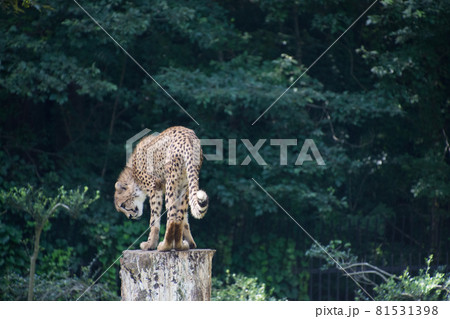 木の上のチーター 81531398