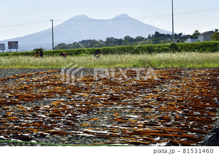夏の北海道森町鷲ノ木漁港でコンブ干しの風景を撮影 81531460