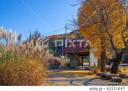 秋の七草寺　道光寺　境内　秋の風景　紅葉の季節　　 81531647