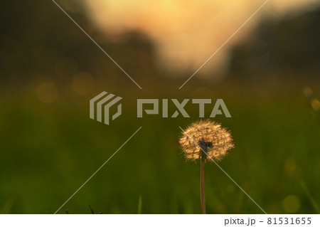 夕陽で光る蒲公英 81531655