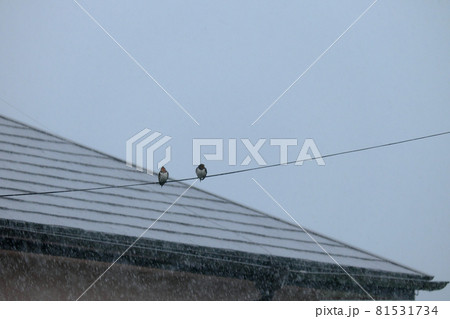 雨に耐える2匹のツバメ 81531734