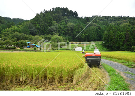 稲刈りの頃 八王子市 稲刈りの頃 八王子市 81531902