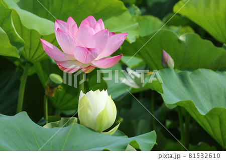 草津道の駅の蓮 81532610