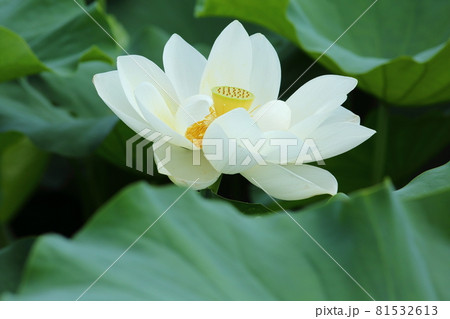 草津道の駅の蓮 草津道の駅の蓮 81532613