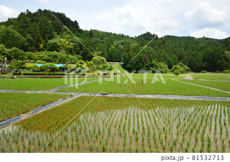 八王子の里山 陣馬街道恩方の初夏 八王子の里山 陣馬街道恩方の初夏 81532713