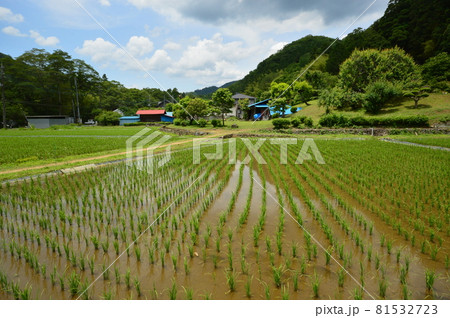 八王子の里山　陣馬街道恩方の初夏 81532723