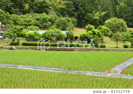 八王子の里山 陣馬街道恩方の初夏 八王子の里山 陣馬街道恩方の初夏 81532759