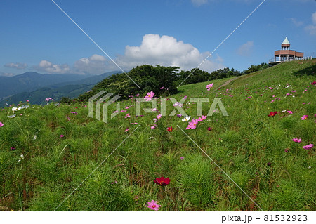 夏の翠波高原のコスモス畑 夏の翠波高原のコスモス畑 81532923
