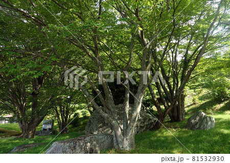 翠波高原の放牧場跡のブナの巨木 81532930