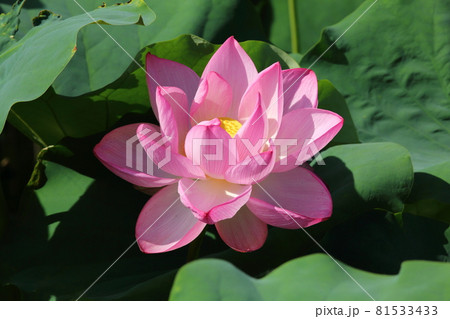 東寺の蓮 東寺の蓮 81533433