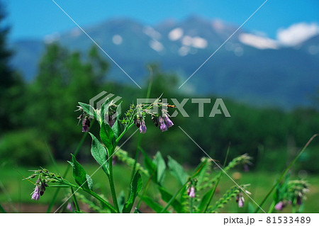 夏の乗鞍高原　いがやレクリエーションランドから乗鞍岳を望む 81533489