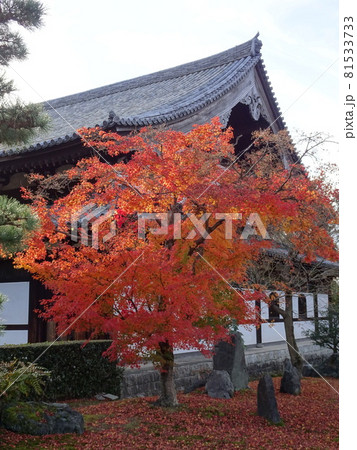 京都の紅葉名所をめぐる　東福寺 81533733