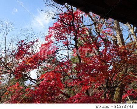 京都の紅葉名所をめぐる 東福寺 京都の紅葉名所をめぐる 東福寺 81533743