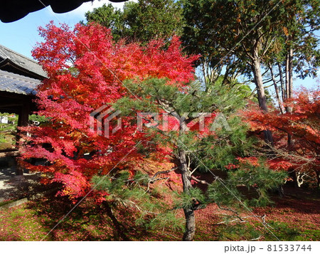 京都の紅葉名所をめぐる　東福寺 81533744