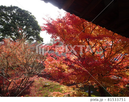 京都の紅葉名所をめぐる　東福寺 81533751