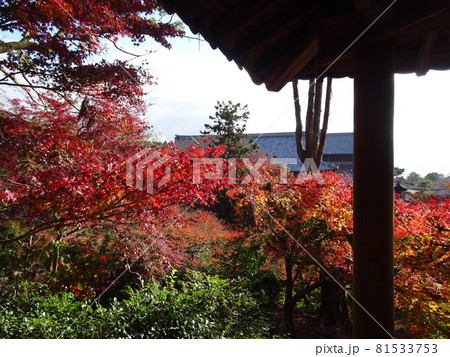 京都の紅葉名所をめぐる　東福寺 81533753