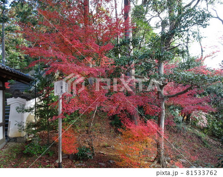 京都の紅葉名所をめぐる 東福寺 京都の紅葉名所をめぐる 東福寺 81533762