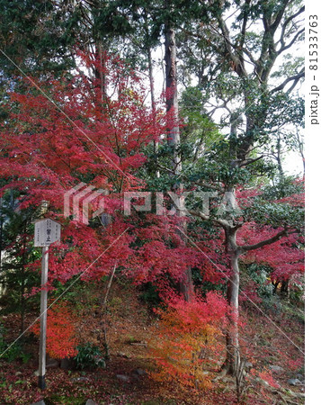 京都の紅葉名所をめぐる 東福寺 京都の紅葉名所をめぐる 東福寺 81533763