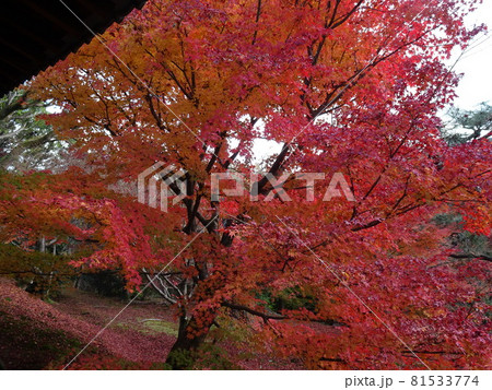 京都の紅葉名所をめぐる 東福寺 京都の紅葉名所をめぐる 東福寺 81533774