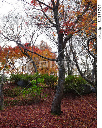 京都の紅葉名所をめぐる　東福寺 81533796