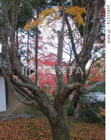 京都の紅葉名所をめぐる 東福寺 京都の紅葉名所をめぐる 東福寺 81533800