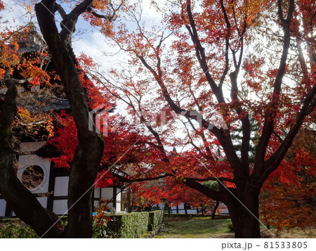 京都の紅葉名所をめぐる 東福寺 京都の紅葉名所をめぐる 東福寺 81533805