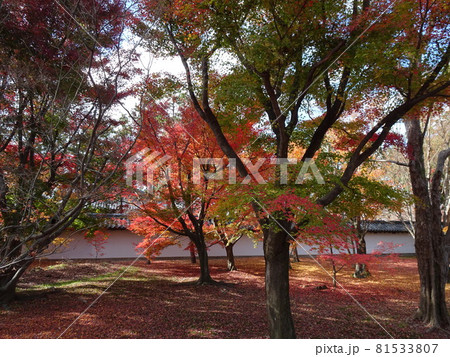 京都の紅葉名所をめぐる　東福寺 81533807