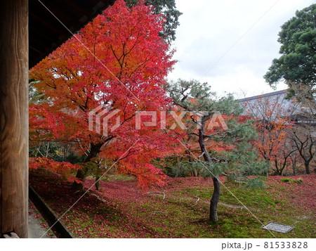 京都の紅葉名所をめぐる 東福寺 京都の紅葉名所をめぐる 東福寺 81533828