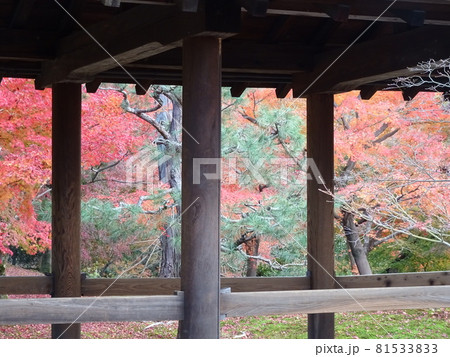 京都の紅葉名所をめぐる　東福寺 81533833