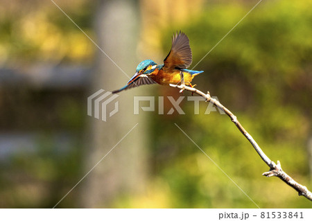 自然界のブルーインパルス　ジェット戦闘機のスクランブル発進のようなカワセミの飛翔 81533841