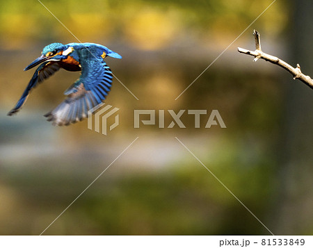 自然界のブルーインパルス　ジェット戦闘機のスクランブル発進のようなカワセミの飛翔 81533849