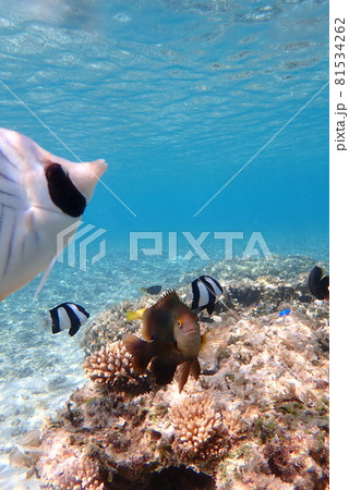 沖縄県本部町水納島、水納ビーチの魚たち 81534262
