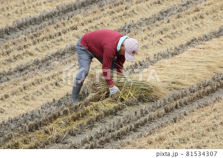農家の家庭菜園用の稲ワラ集め 農家の家庭菜園用の稲ワラ集め 81534307