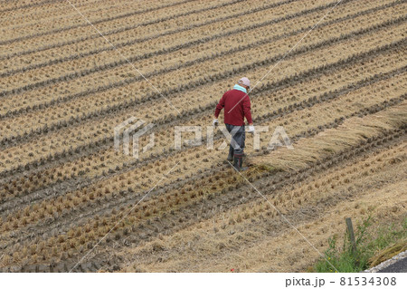 農家の家庭菜園用の稲ワラ集め 農家の家庭菜園用の稲ワラ集め 81534308