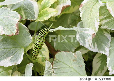 キアゲハの幼虫（小学校三年生の学習教材） 81534466