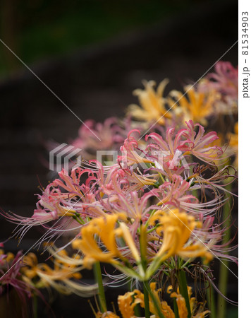 お彼岸の花風景　曼珠沙華　彼岸花　お墓参り 81534903