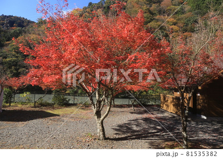 日本の車窓から　紅葉の大井川鐵道井川線 81535382