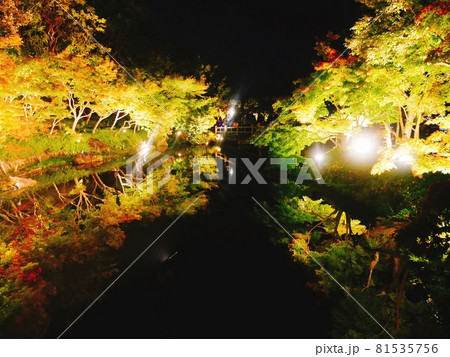 逆さ紅葉　ライトアップされた日本庭園 81535756