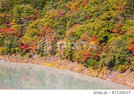 日本の車窓から　紅葉の大井川鐵道井川線 81536017